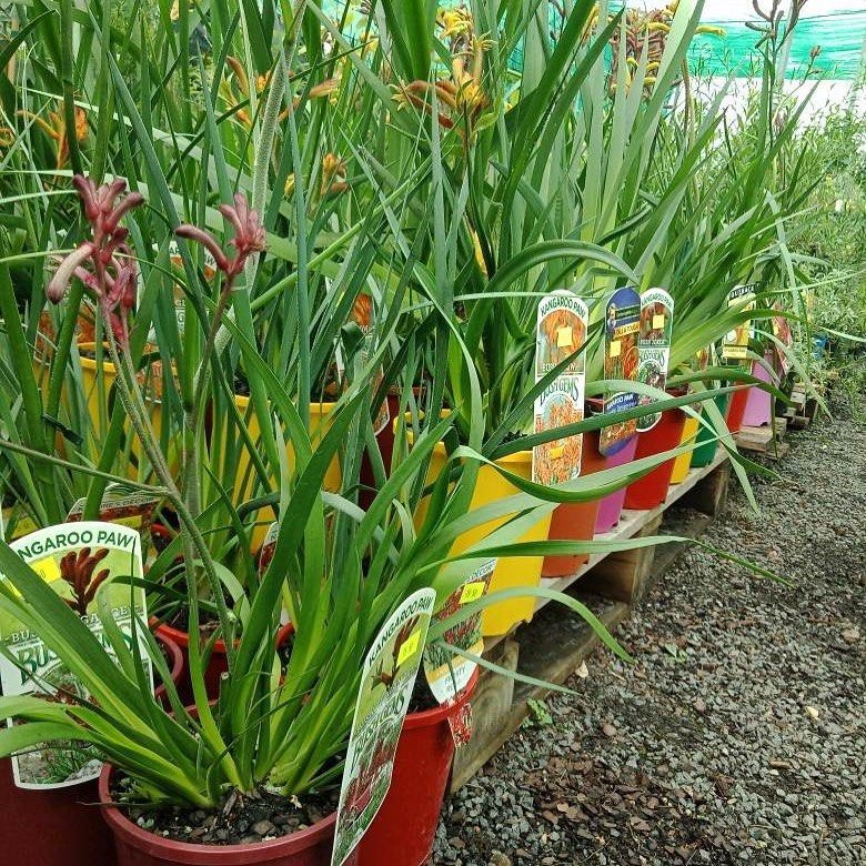 Rows of Potted Kangaroo Paw Plants With Reddish-brown Flowers and Long Green Leaves — Sunny Ridge Nursery in Fairy Bower, QLD