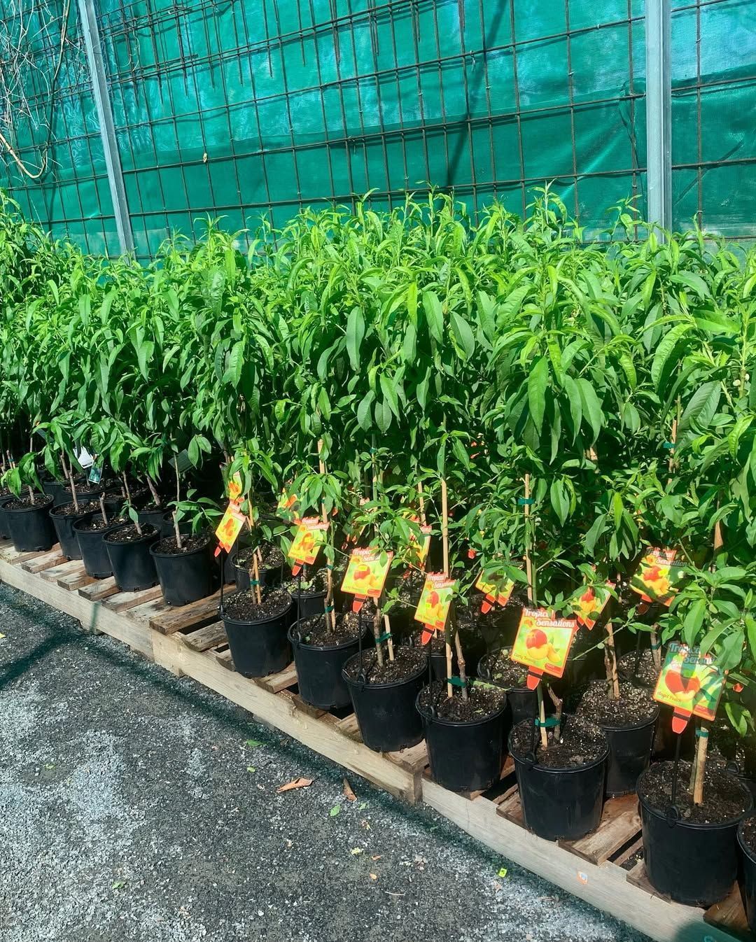 A Row of Small, Potted Fruit Trees With Green Leaves and Orange Identification Tags — Sunny Ridge Nursery in Fairy Bower, QLD