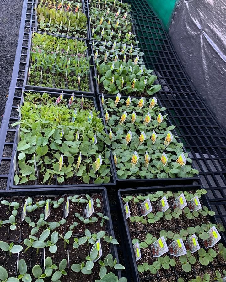 Several Black Trays Filled With Young Green Vegetable Seedlings in a Greenhouse — Sunny Ridge Nursery in Fairy Bower, QLD