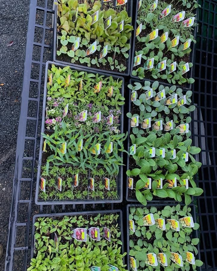 Six Black Seedling Trays Filled With Various Young Green Plants — Sunny Ridge Nursery in Fairy Bower, QLD