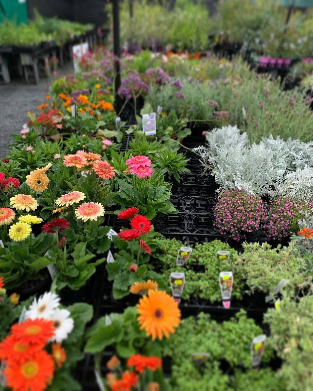 Rows of potted flowers, including bright orange, pink, and yellow gerbera daisies, for sale at a plant nursery.