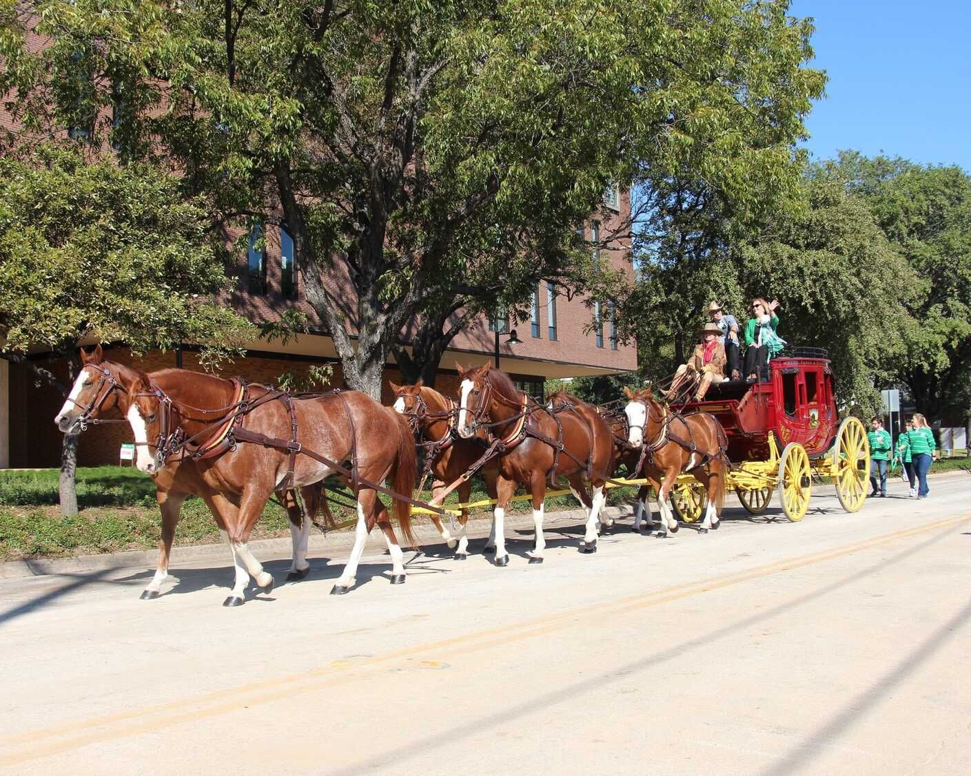 riding horses