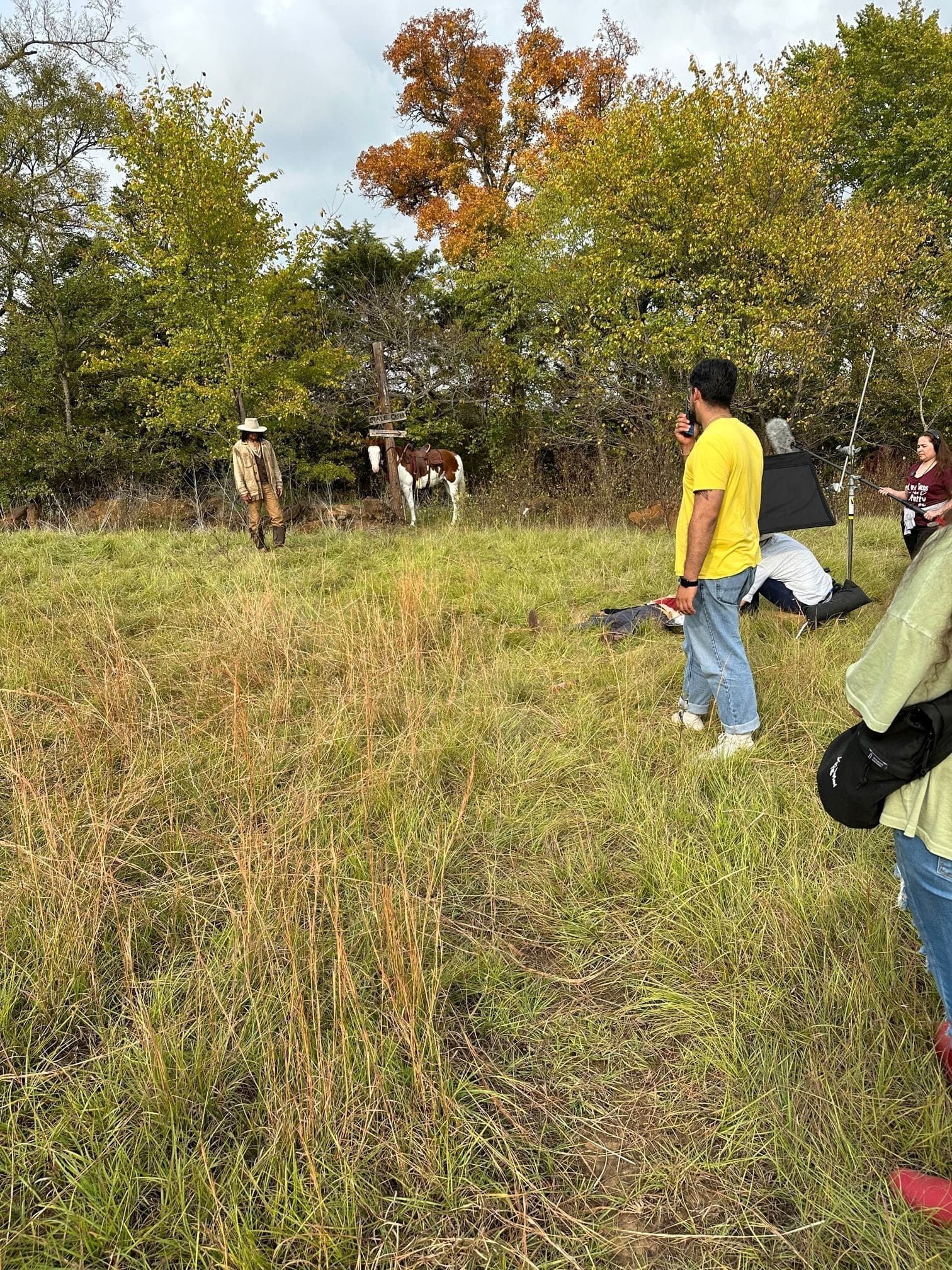 horses in grass