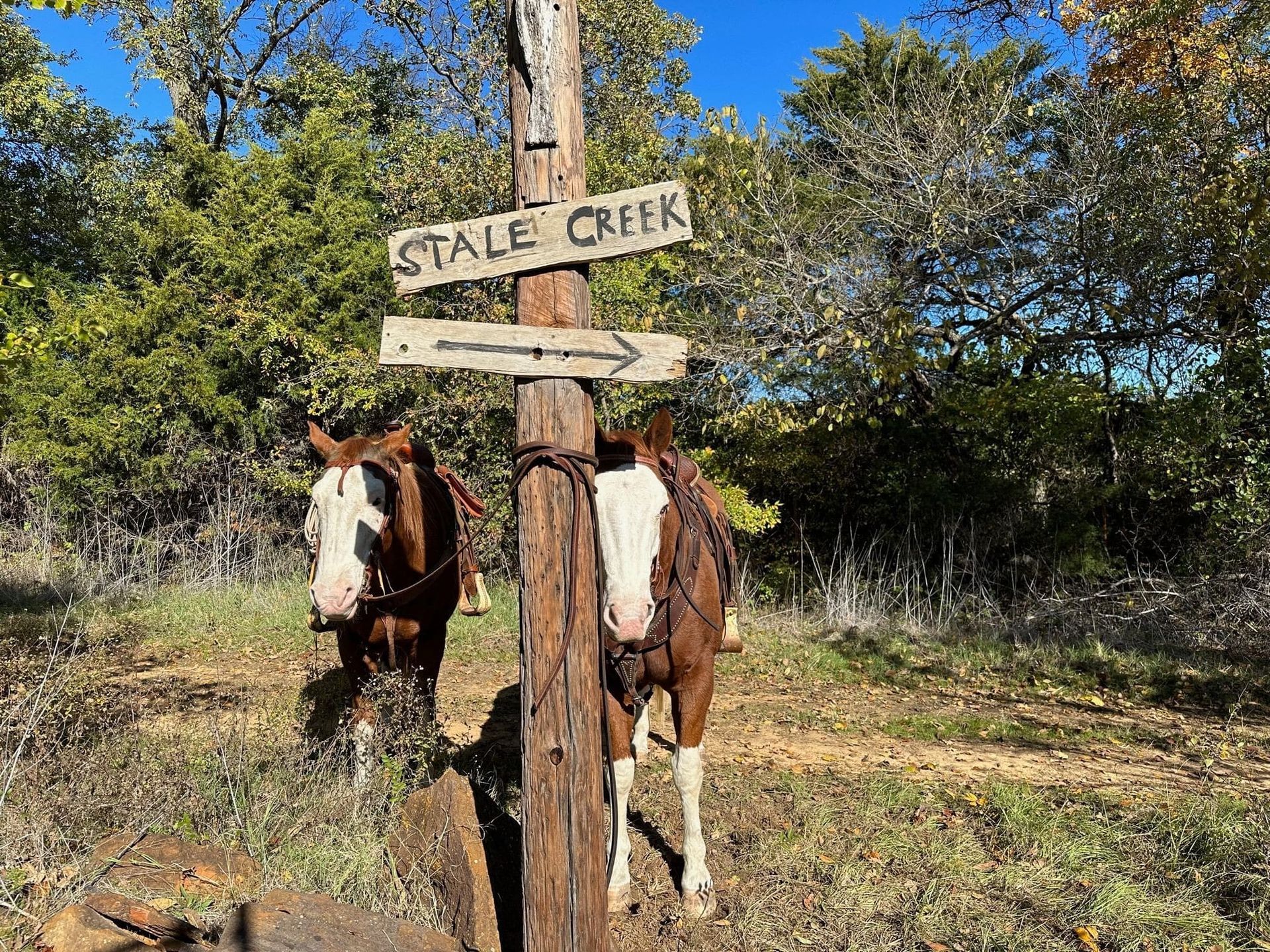 brown & white horse