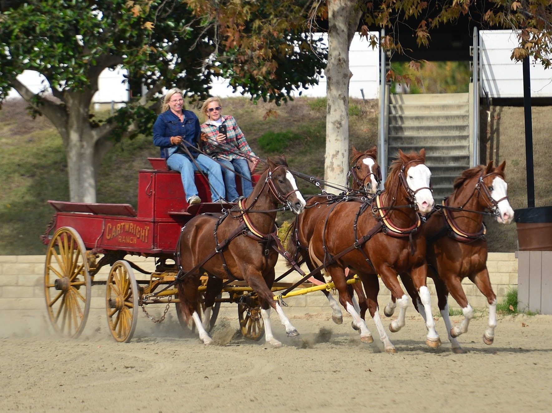 riding brown horses