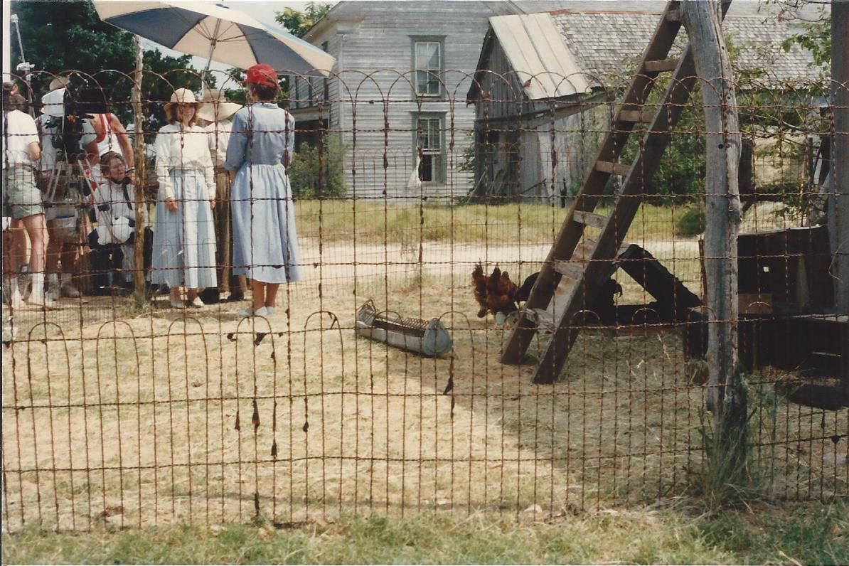 horses behind cage