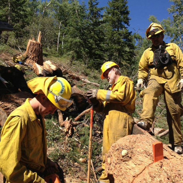 Wildland firefighters in yellow gear working on a forest hillside under a clear blue sky
