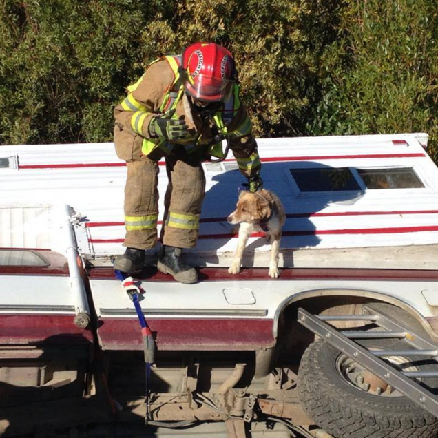 Firefighter in red helmet helping a small dog from an overturned white pickup truck