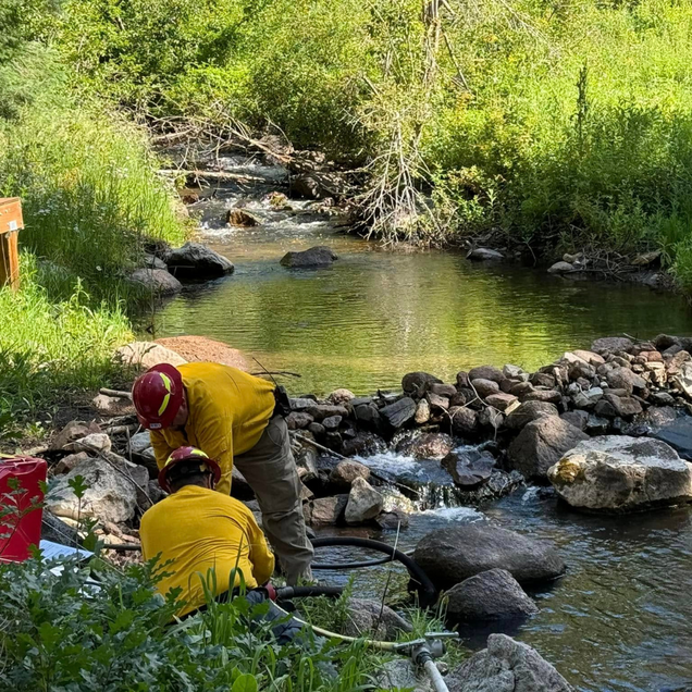 Two workers in yellow shirts gather rocks in a shallow stream surrounded by green brush.