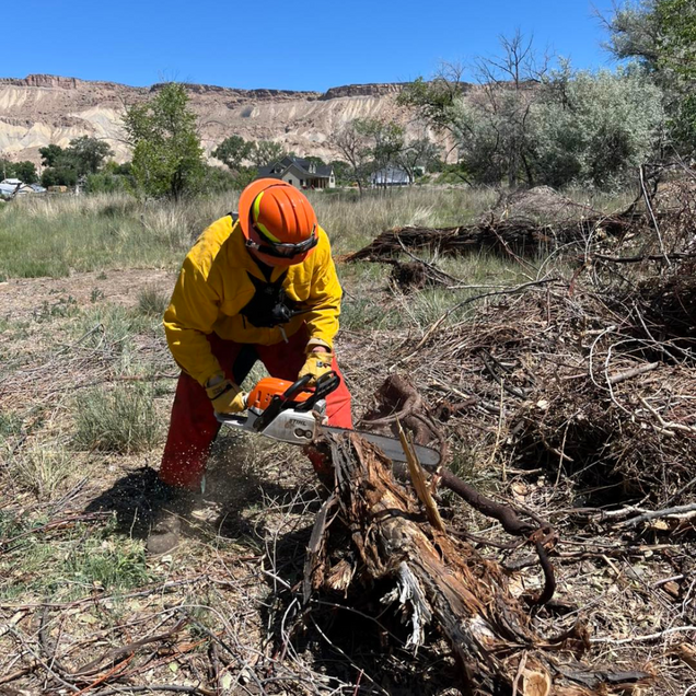Worker in orange helmet and yellow jacket cutting a fallen branch in a dry, grassy field.