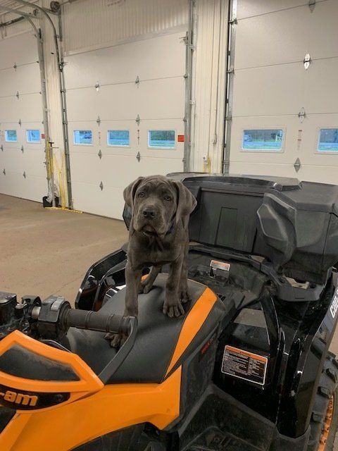Gray dog sitting in an orange-and-black off-road vehicle inside a garage