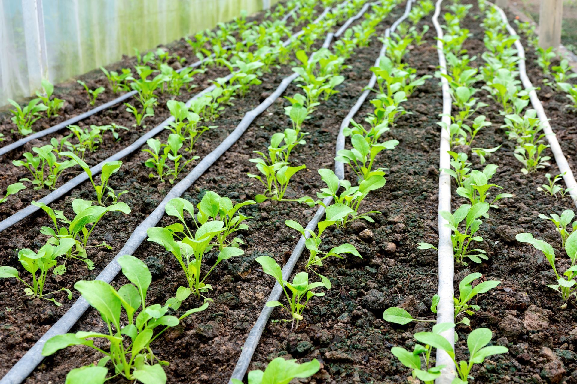 A greenhouse filled with lots of plants and irrigation lines.
