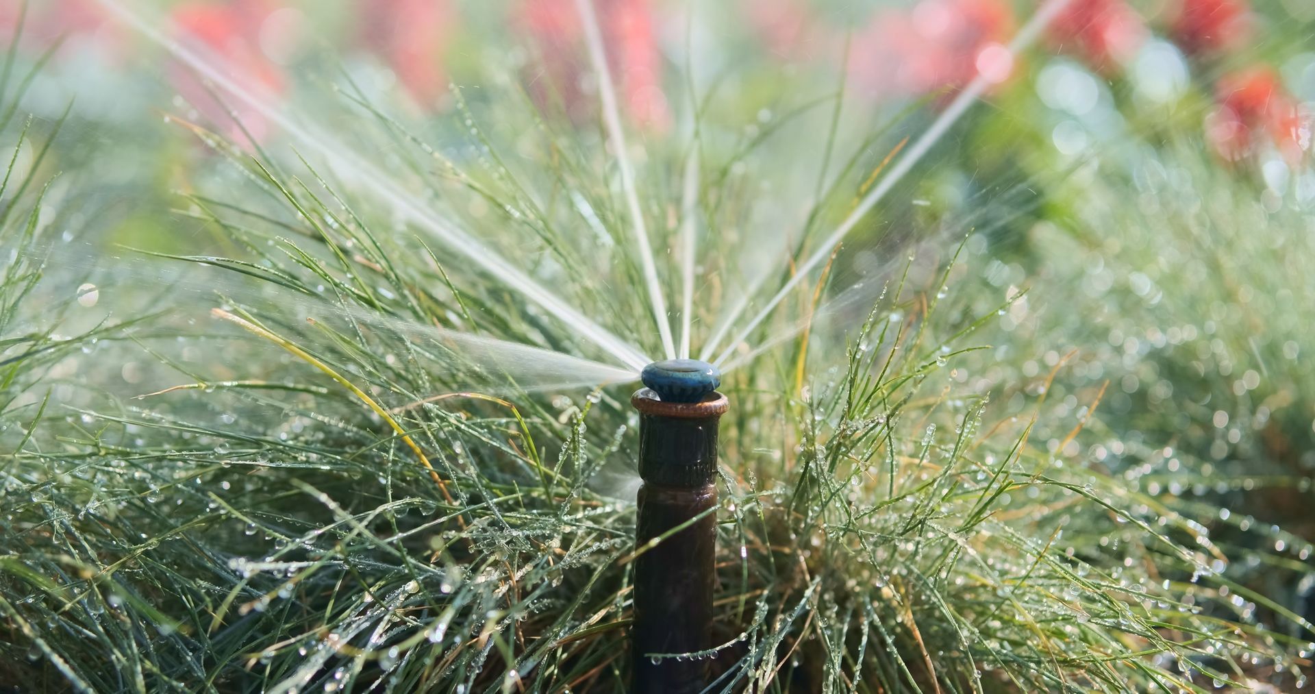 A sprinkler is spraying water on a plant in a garden.