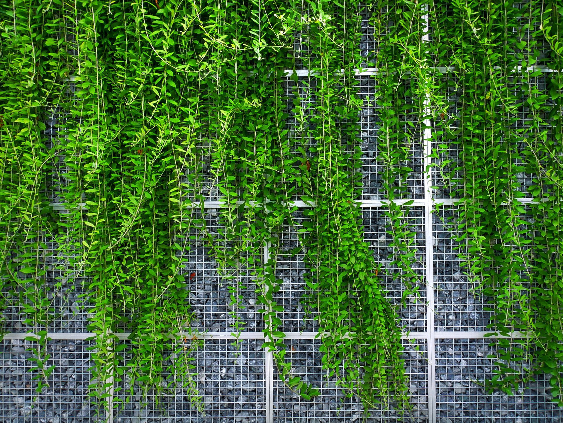 A wall with lots of green plants growing on it.