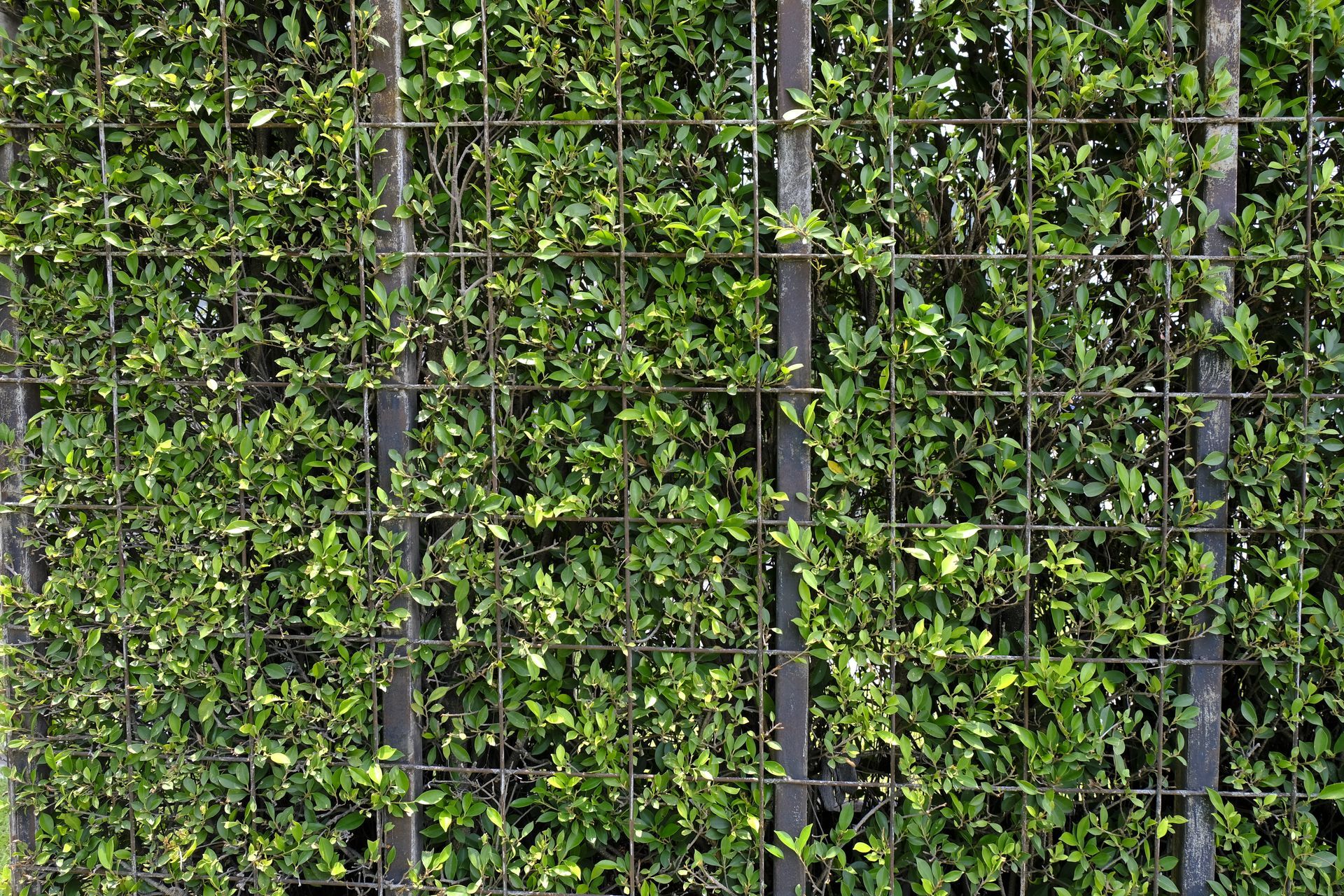 A fence with lots of green leaves growing on it.