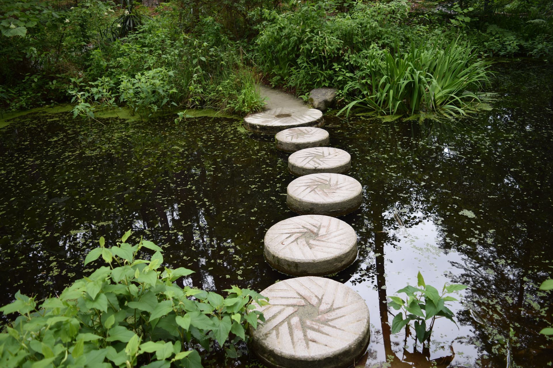 A row of stepping stones in the middle of a pond.