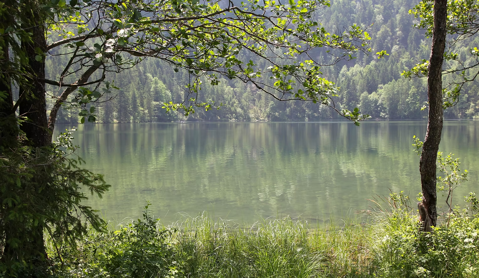Calm lake framed by trees and green foliage, with a soft reflection of the forest on the water.