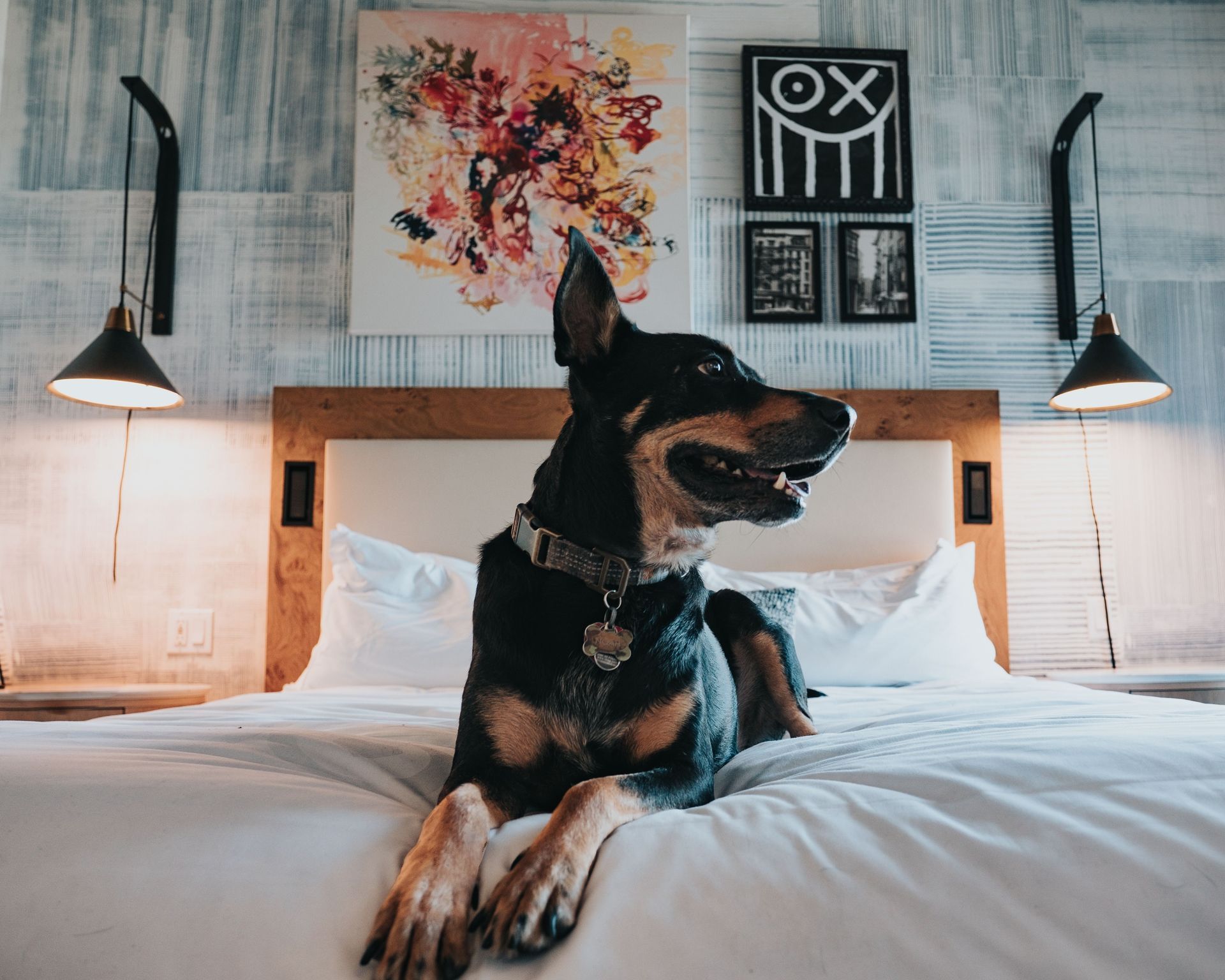 Dog lounging on a bed in a stylish bedroom with framed art and hanging lamps.