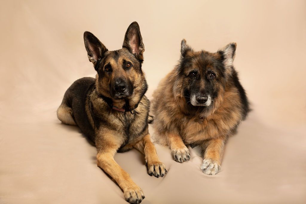 Two German Shepherd dogs lying side by side on a beige background