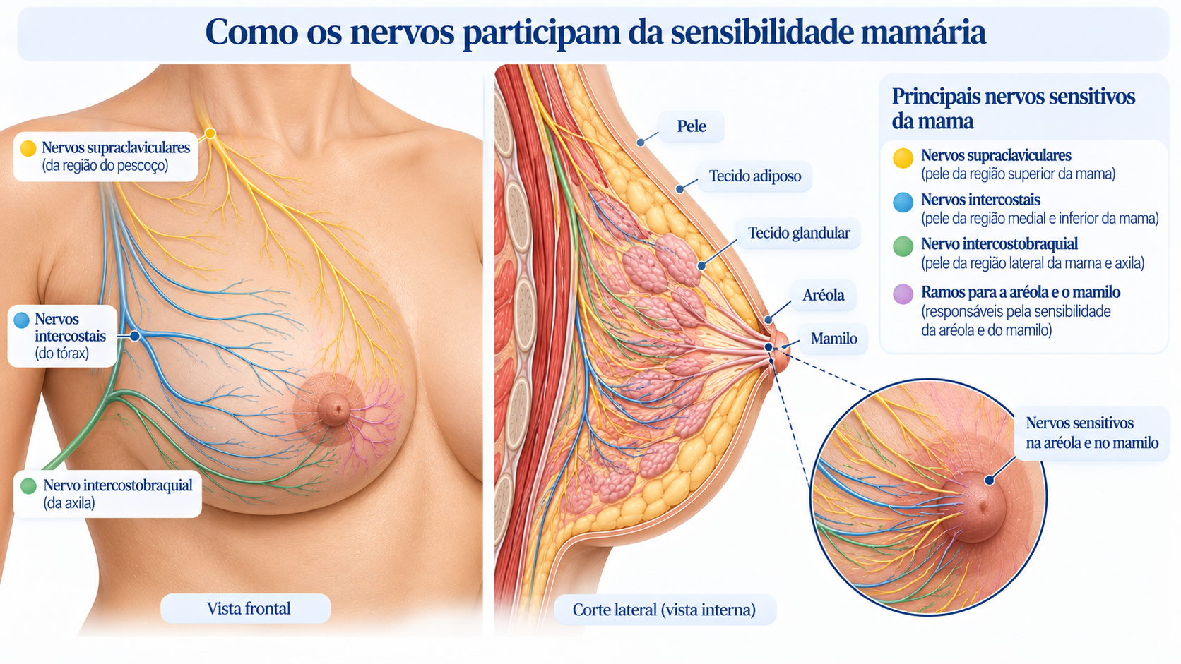 Ilustração anatômica dos nervos sensitivos responsáveis pela sensibilidade da mama, da aréola e do mamilo.