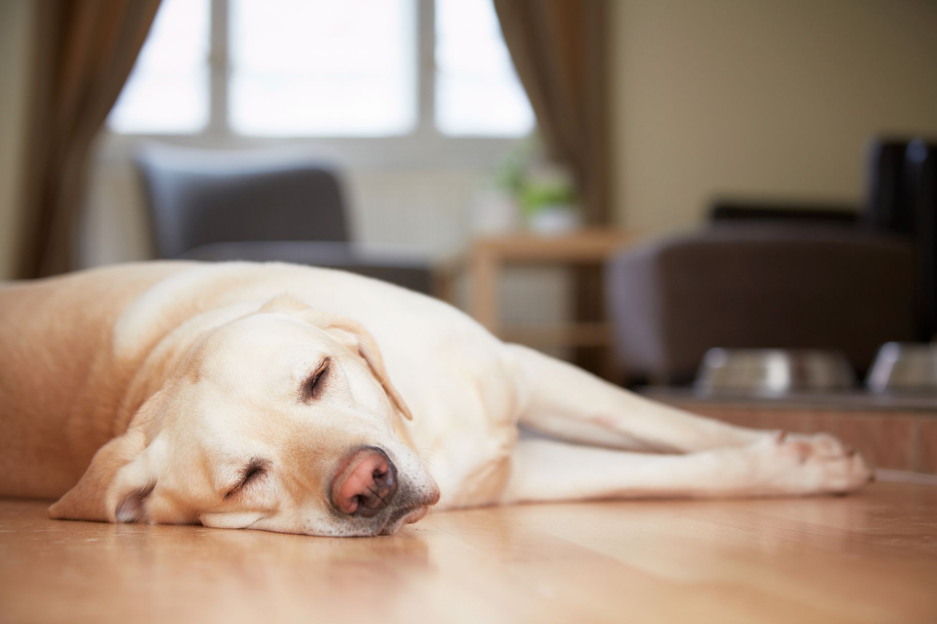 good flooring for dogs