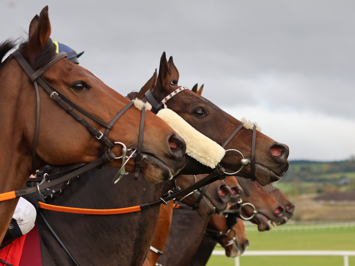 Three racehorses in close-up wearing bridles, with a cloudy sky and countryside behind them
