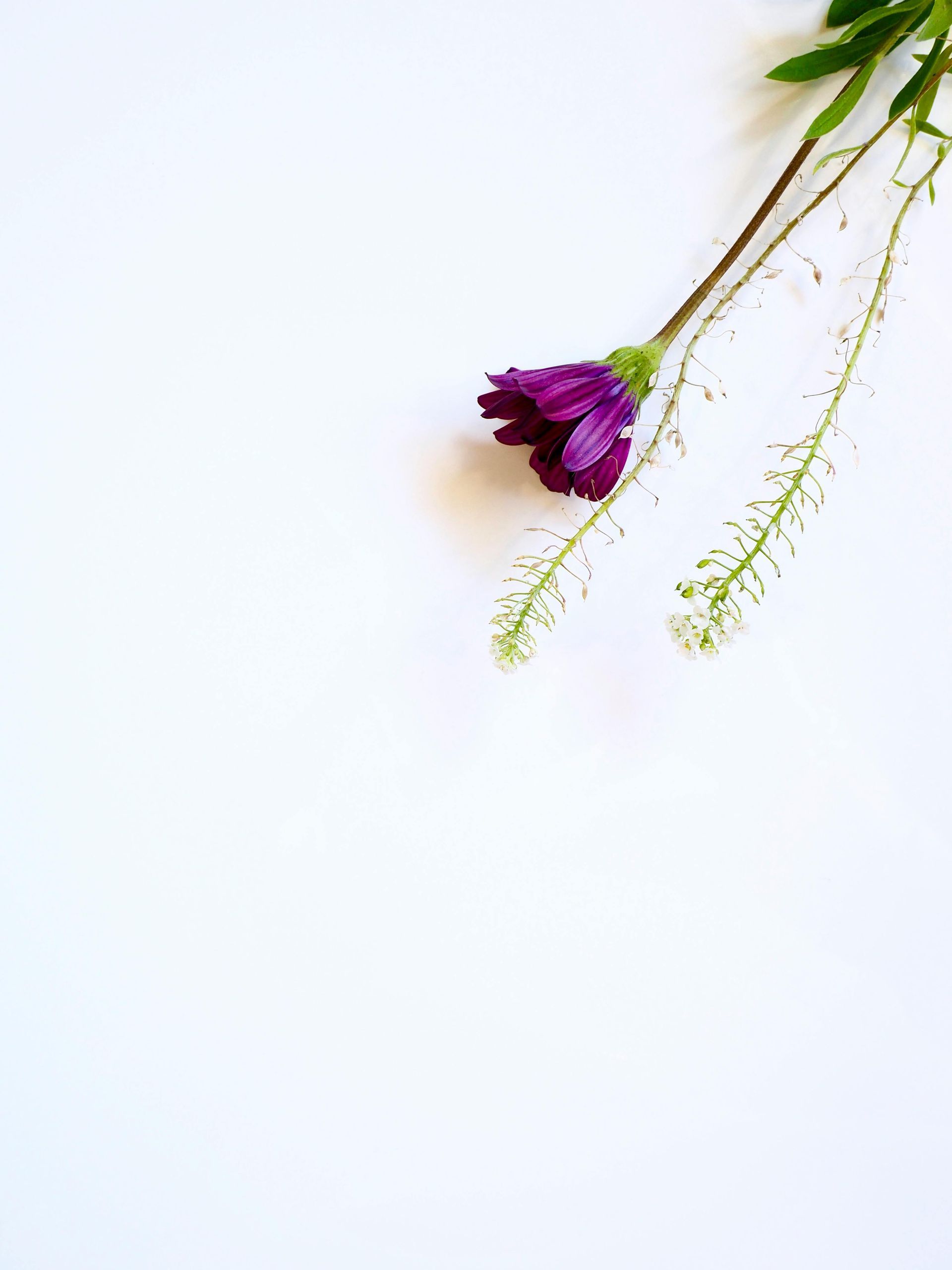 Small purple flower with delicate green stems on a white background