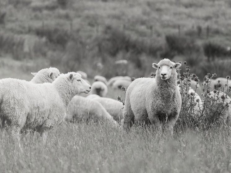 A Herd of Sheep Standing in a Grassy Field — Lakeview Luxury Retreat in Canobolas, NSW
