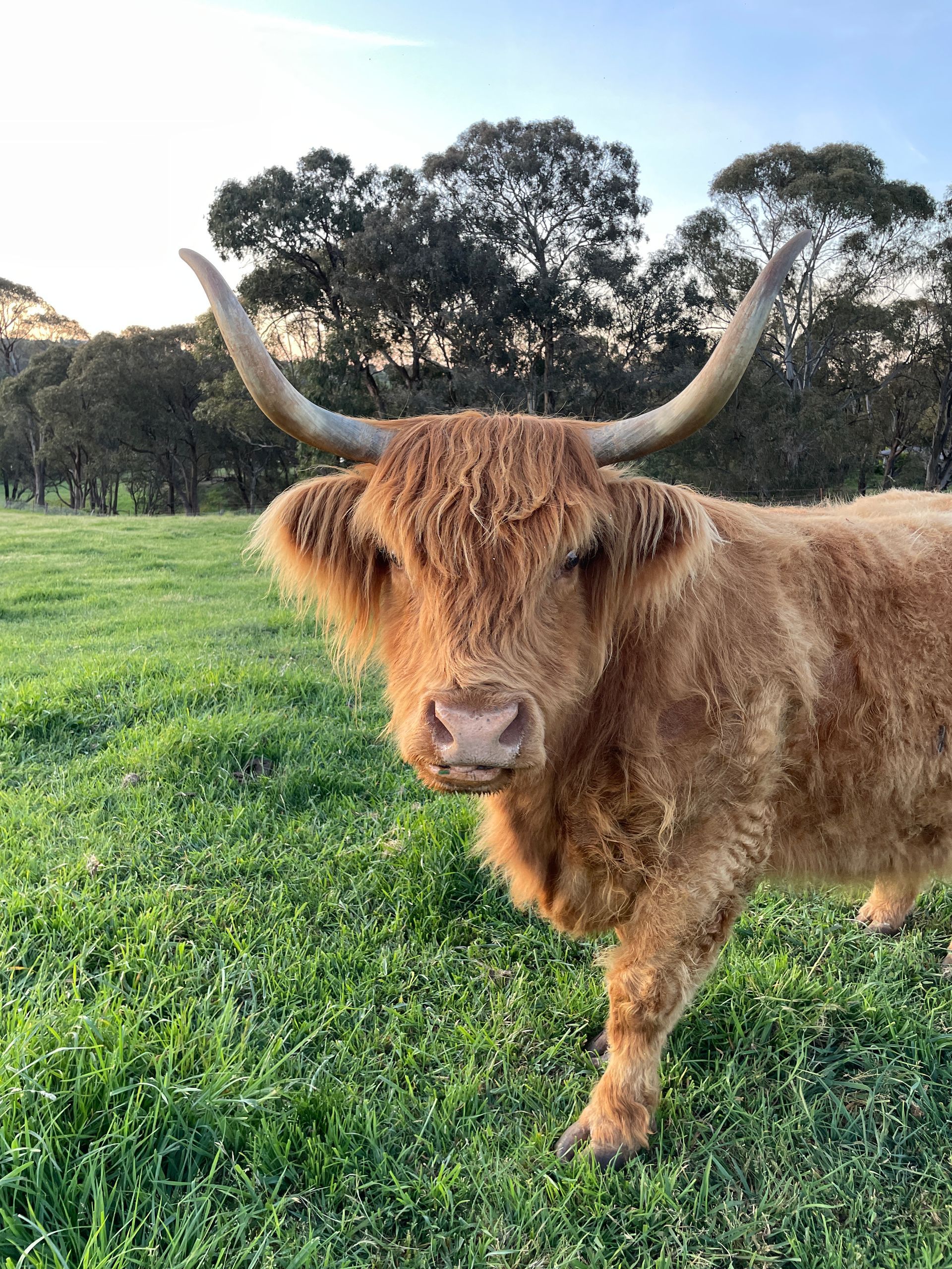 Furry cow in field. 