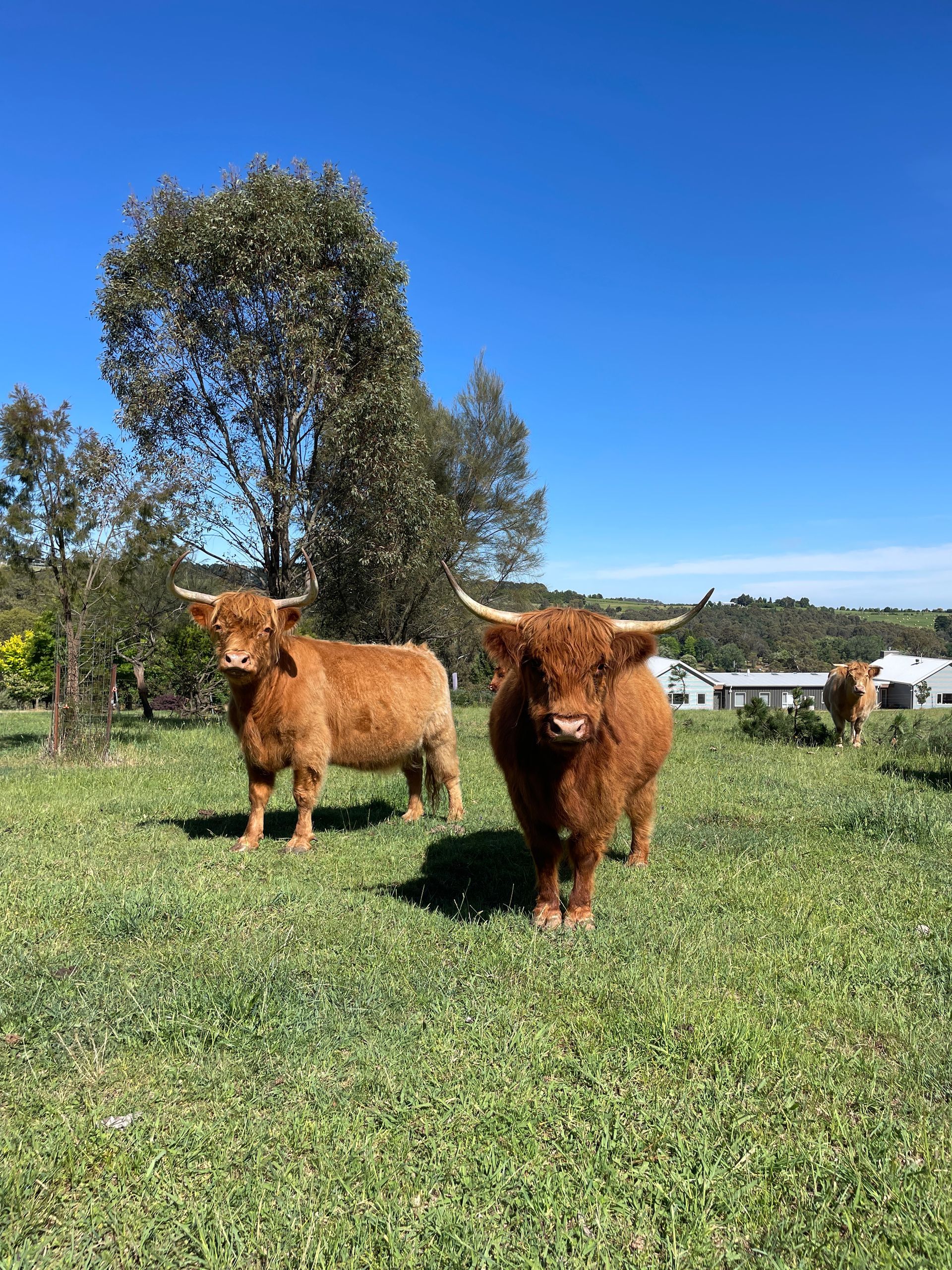 Two Fluffy Brown Highland Cattle in a Sunny Green Field With a Blue Sky — Lakeview Luxury Retreat in Canobolas, NSW