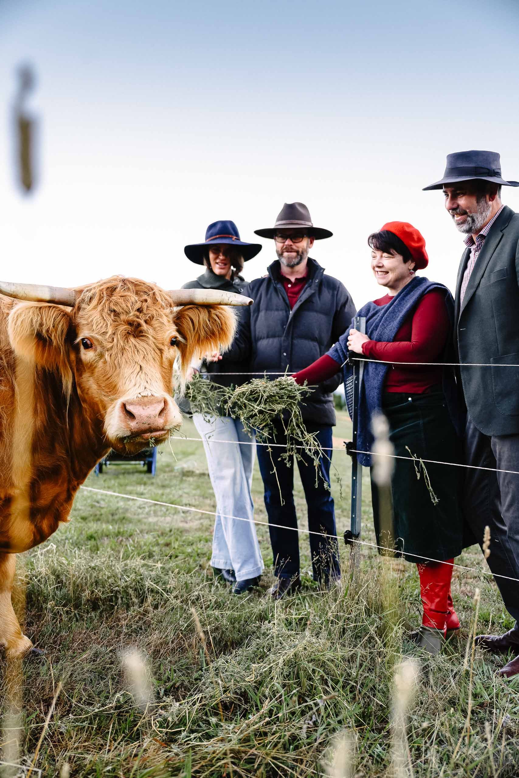 Cattle standing beside four people in hats on a grassy farm field under a blue sky — Lakeview Luxury Retreat in Canobolas, NSW