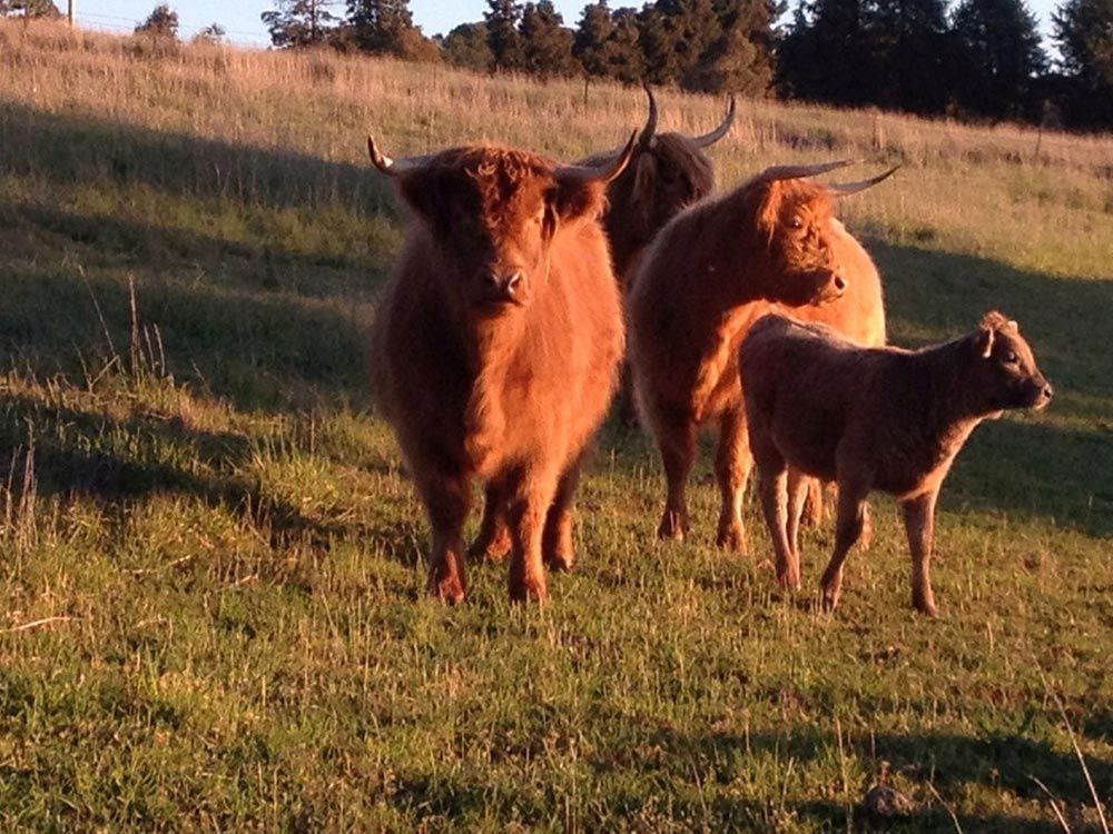 A Herd of Cows Standing in a Grassy Field — Lakeview Luxury Retreat in Canobolas, NSW