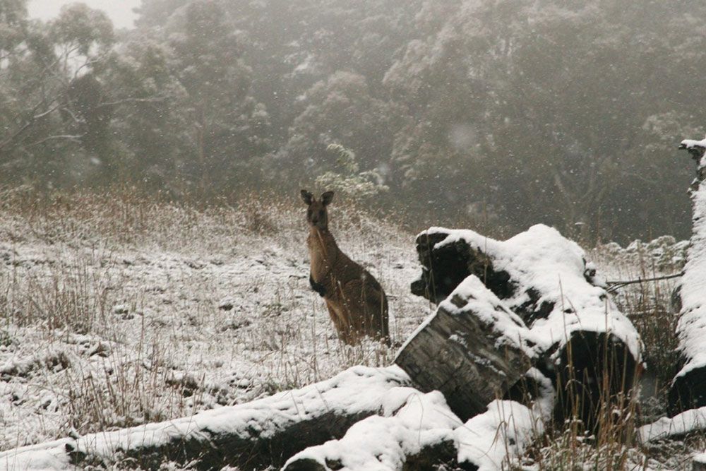 A Kangaroo is Standing in the Snow Near a Pile of Logs — Lakeview Luxury Retreat in Canobolas, NSW