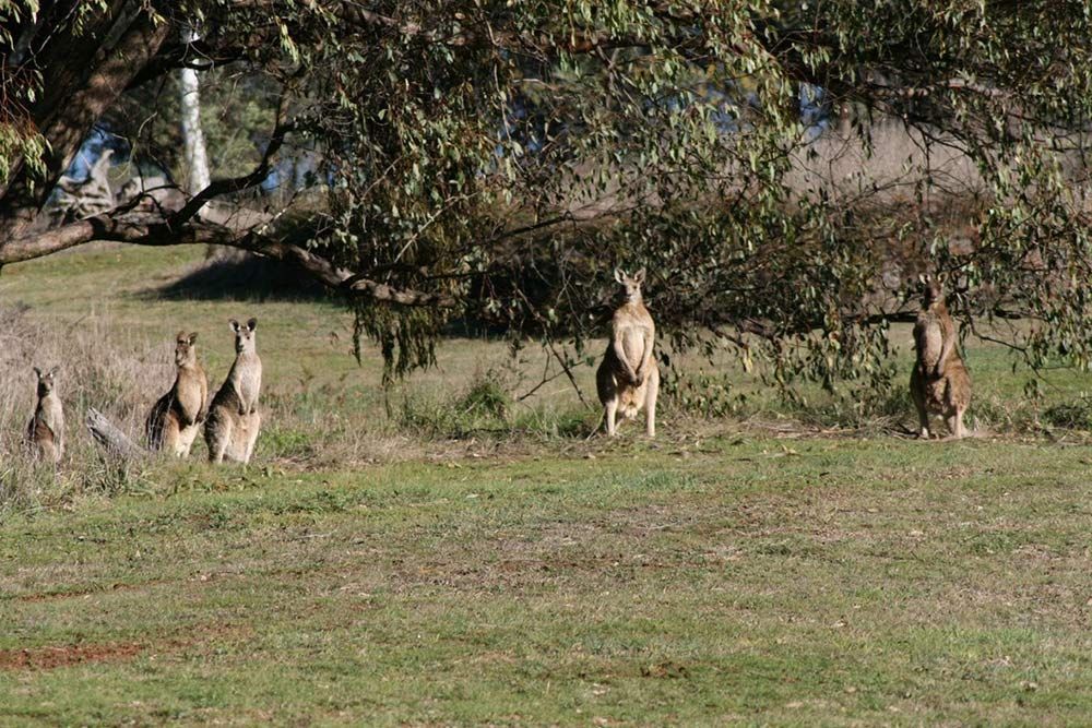 A Group of Kangaroos Are Standing in a Grassy Field — Lakeview Luxury Retreat in Canobolas, NSW