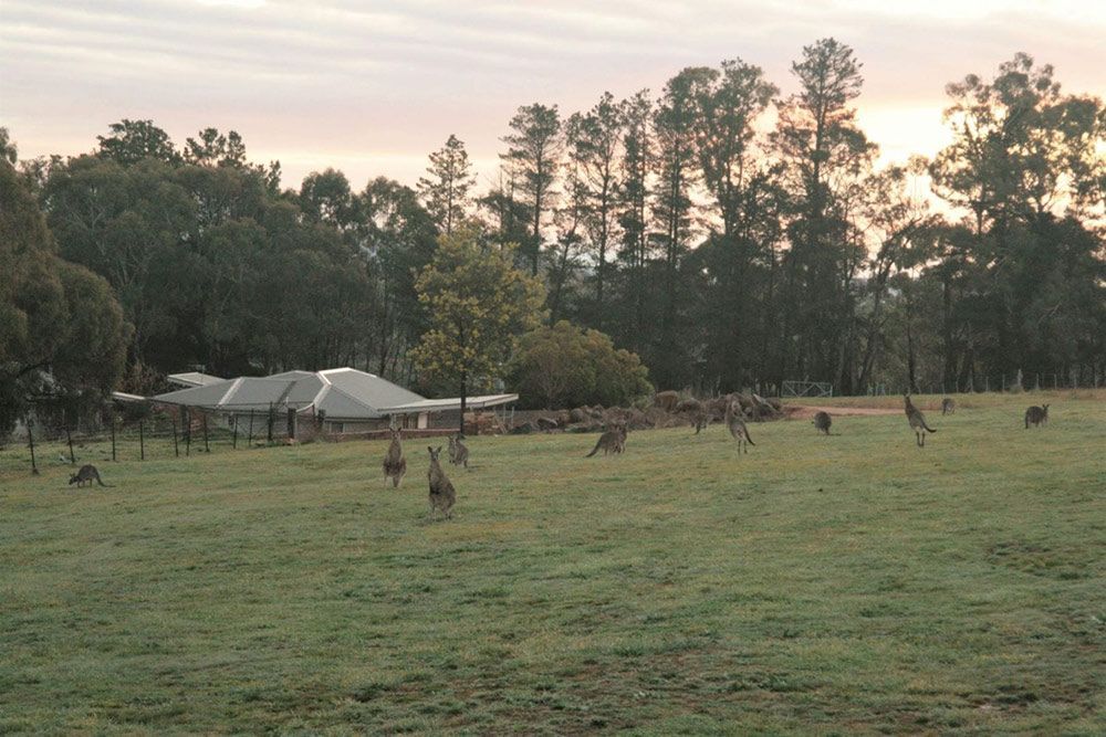A Group of Kangaroos Are Standing in a Grassy Field — Lakeview Luxury Retreat in Canobolas, NSW
