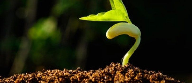 plants growth