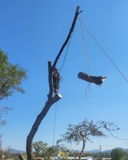 a person is cutting a tree branch with a pair of scissors
