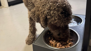 White water bowl and blue kibble bowl on a kitchen counter with a blurred wood cabinet background