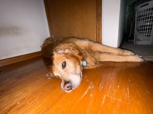 Golden retriever lying on a beige sofa in a sunlit living room