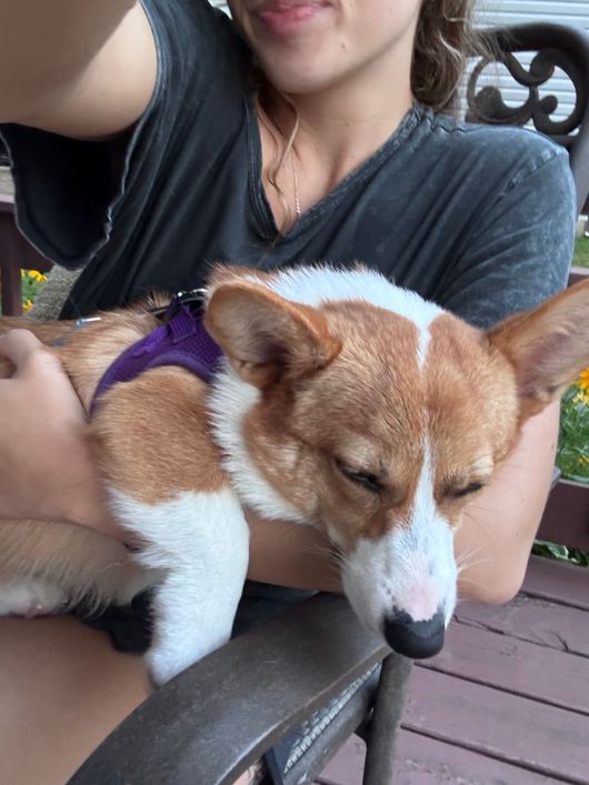 A small brown-and-white corgi sleeps on a person’s lap outdoors.