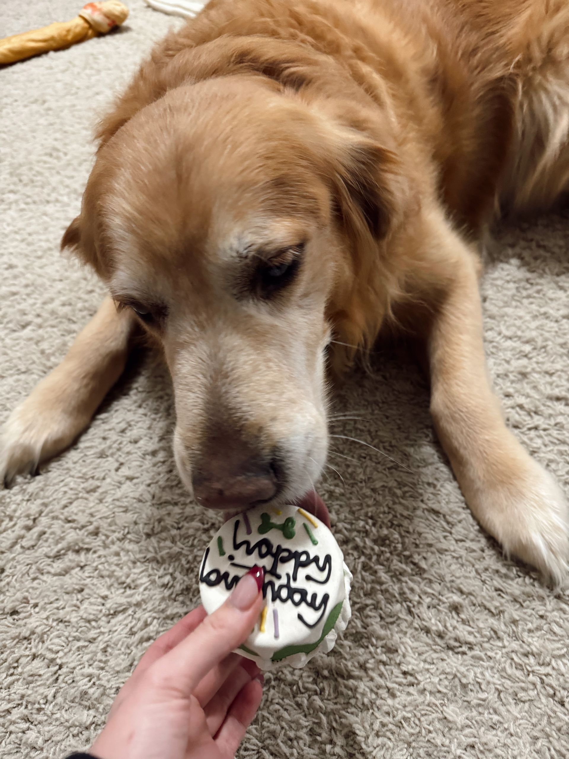 Dog celebrating a birthday with a party hat and cake