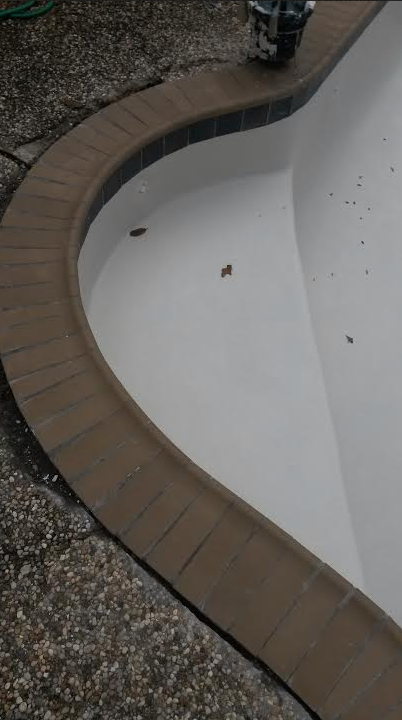 Curved empty white pool with brown tiled rim and gravel surrounding it