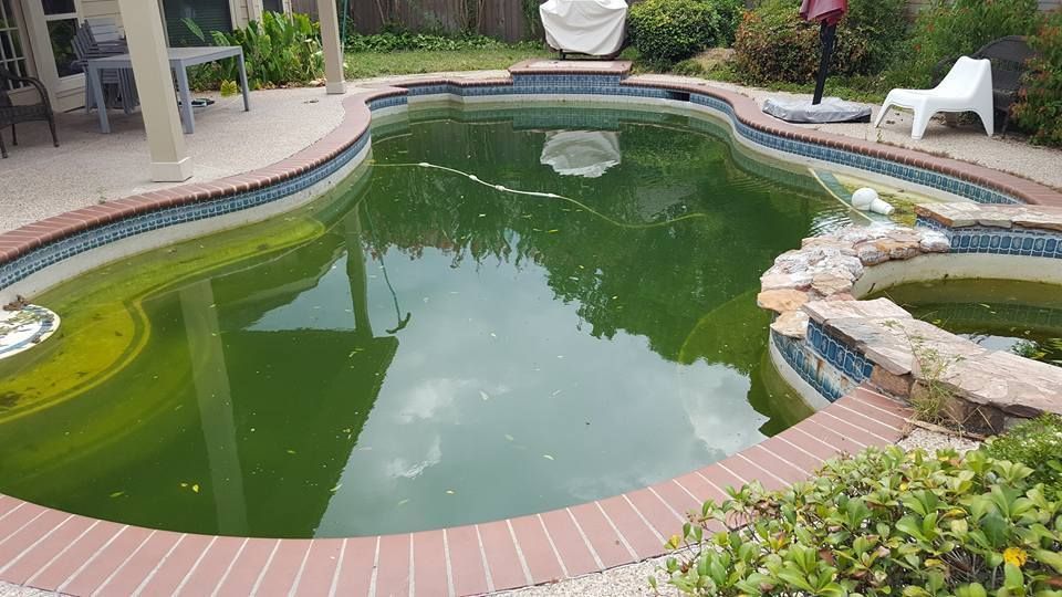 Backyard swimming pool with green water, brick coping, and rock waterfall landscaping