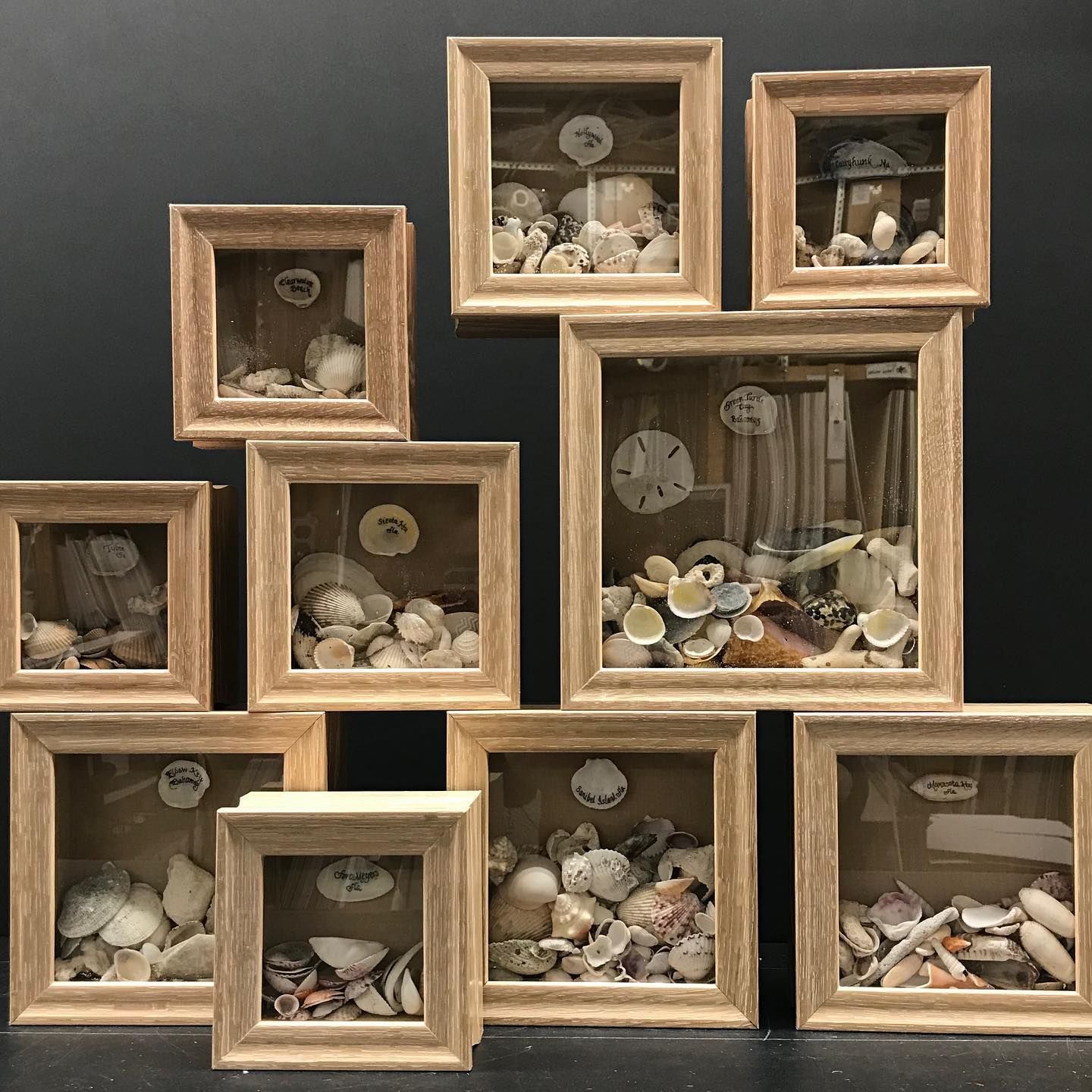 Collection of shadowbox frames containing various seashells. Wooden frames. Black background.
