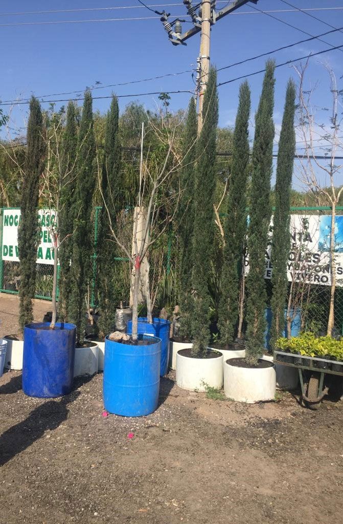 VIVERO SAN GIL