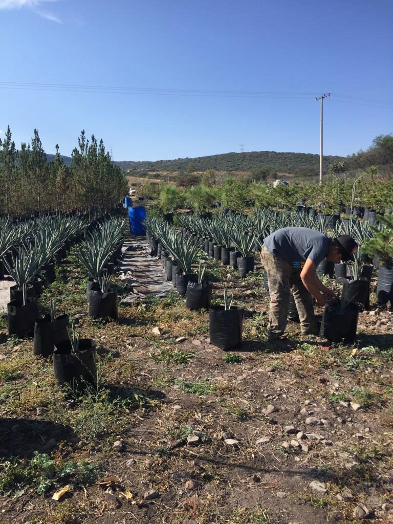 VIVERO SAN GIL