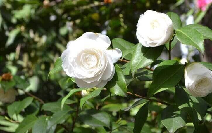 VIVERO SAN GIL