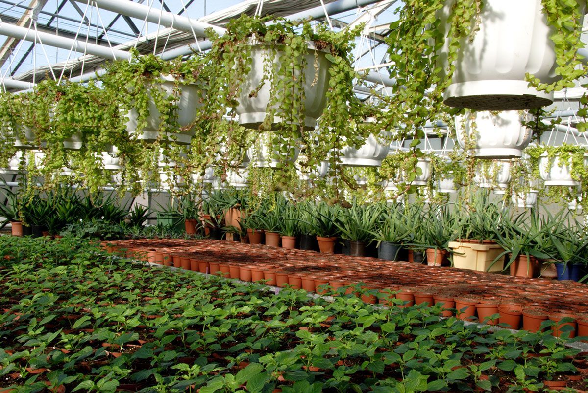 PLANTAS, PLANTAS, PRIMERA PLANTA, VIVERO 