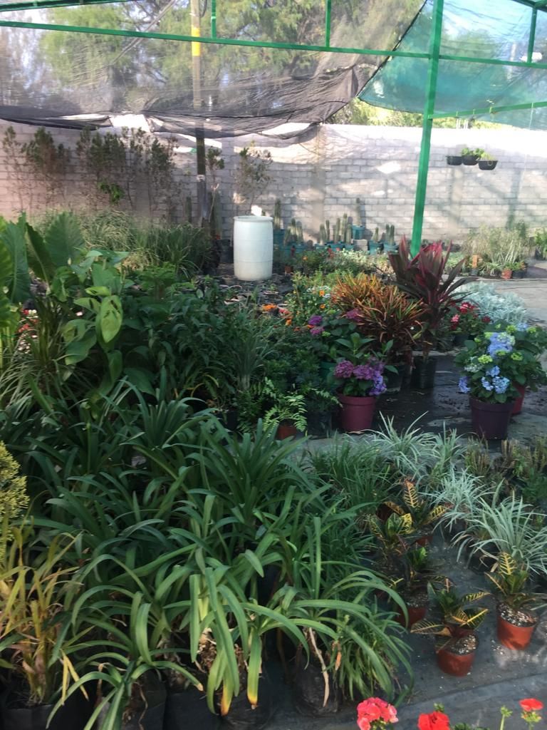 VIVERO SAN GIL
