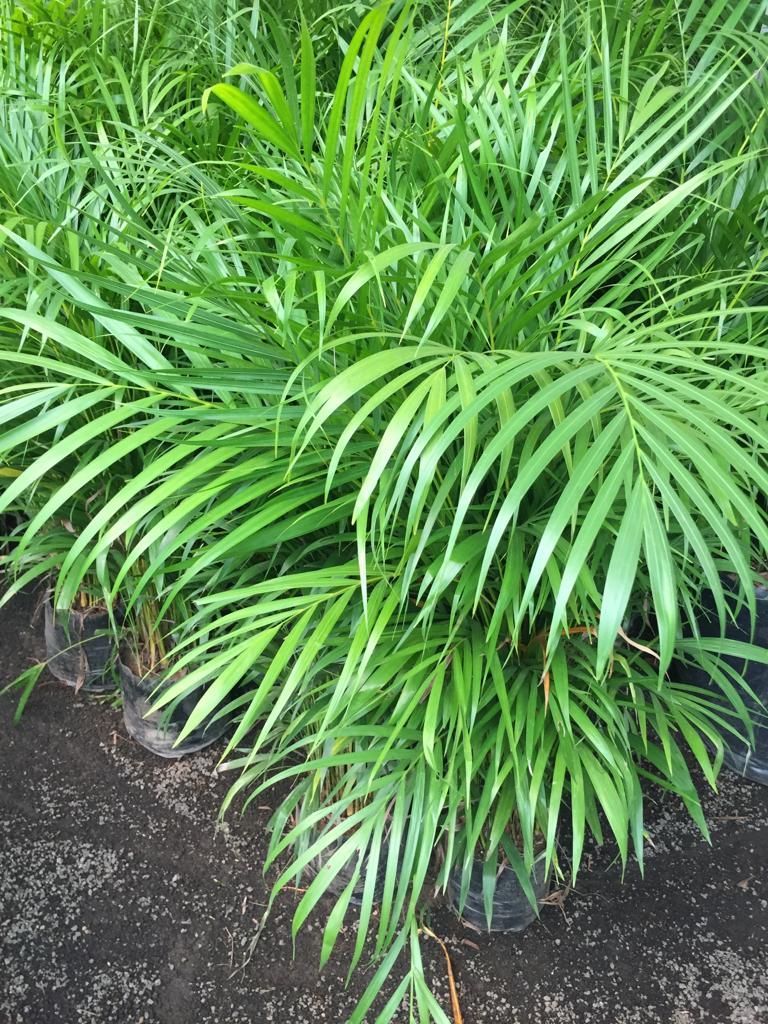 VIVERO SAN GIL